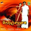 Tippu - Kelapu