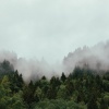 Thomas Jackson - Den inre skogen