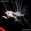Dave Huev - Ceratioidei (Original Mix)