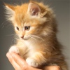 Music For Cats、Pet Care Music Therapy、Music for Cats Deluxe - Awakened Soul