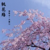 苏辰念、冷雨儿 - 桃花殇