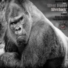Silver Ivanov - Drunk Master (Original Mix)
