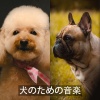 穏やかなペット - 狗音乐