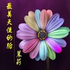茉莉 - 最美天使的脸