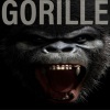 MAMY、Yals、Askiller、Flash broly - Gorille