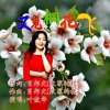叶俊华 - 又见桐花飞