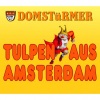 Domstürmer《Tulpen aus Amsterdam》[MP3/LRC]