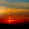 Nature Sound Collection、Exam Study Classical Music、Relaxar Meditação Clube - Peace in the Meadows