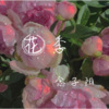念子阳 - 花季
