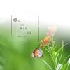 宗星 - 终是庄周梦了蝶