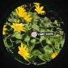 Pragma - Daisies