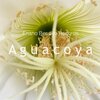 Enano Bendito Records、Hernán Martínez Dorlhiac - Aguacoya