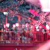 小vie - 樱花舞