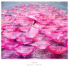 Aimer - Ref:rain (TV size)