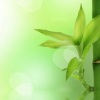 千晴绘、梨花少 - 想飞的水
