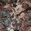 Sebastian Mullaert、tonhalle orchester zurich - Woods of Admittance