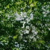 星汉p、睡熟的猫 - 知了的歌