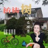 应丽琴 - 祈祷树