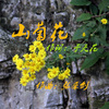 张跃专 - 山菊花