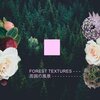 Michael Kennedy、Forest Textures、周囲の風景、Lazuli Dulcet - Magic