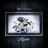 M2U、NICODE - Stellar