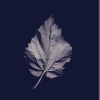 Joy Williams - Ordinary World