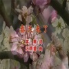 刘佳JiaJia - 春天来了