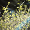 Evo - Joy Spring
