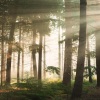 Deep Sleep、SPA、Study Music Library - Buzzing Thoughts