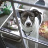 Music For Dogs Peace、Official Pet Care Collection、Music For Dogs - Pebbles on the Beach