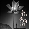 王紫菲 - 龙城荷韵