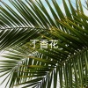 夏雨晴 - 对牛弹琴 (DJ版)
