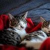 Music For Cats、Cat Music Dreams、Music for Relaxing Cats - Medley for a Rainy Night