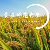 陈燕妮 - 爱在稻花香里
