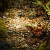 Dulces Sueños、Musica Para Meditar、Sons da Natureza Relax - La Vida en Los Trópicos