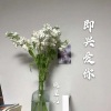 晓星沉 - 即兴爱你