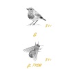 DSKO、TYSM - Birdz & Beez (Explicit)