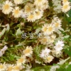 圈妹、阳阳 - 风的季节