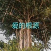 王雅菲 - 爱的根源