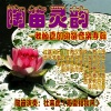 杜来虎 - 陶笛灵韵