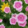 芳芳、7妹 - 单身公主相亲记