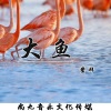 鳌拜 - 大鱼
