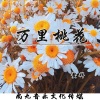鳌拜 - 万里桃花