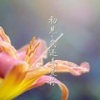 MC初见 - 别等我变了
