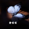 糖妹 - 惊雷