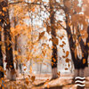 Relaxation Rain Meditation - Relaxing Meditation Soft Rain Noises