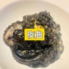 大乔 - 南屏晚钟 (摇摆版)