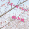 晚小晚 - 我愿你桃花不断