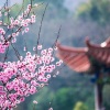小vie - 桃花庵下