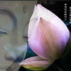佛学听我的 - 阿弥陀佛祈祷文
